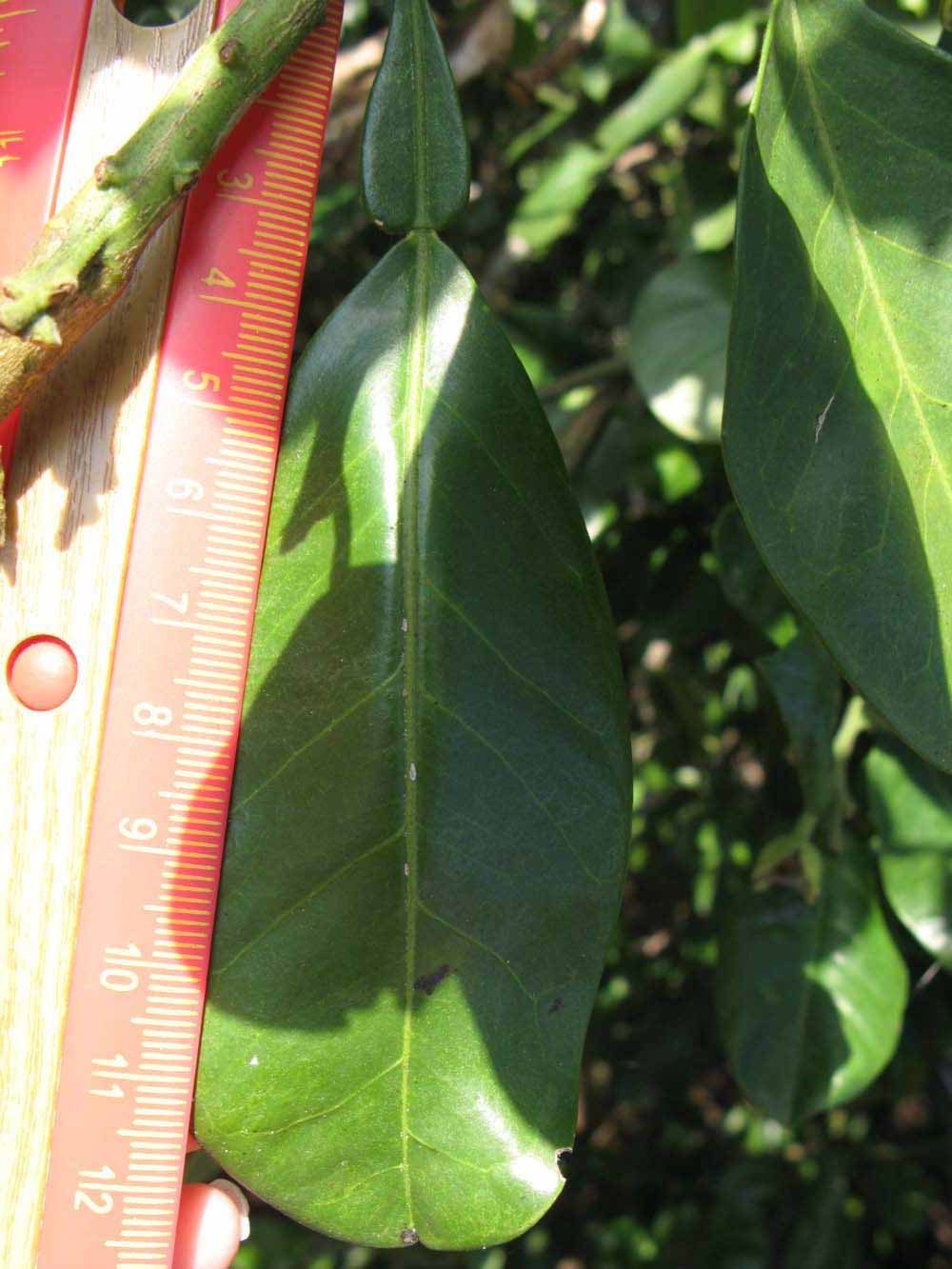              Unifoliolate leaf (Winter Haven, FL)       